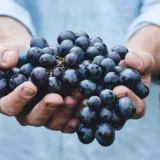 Hand full of blueberries